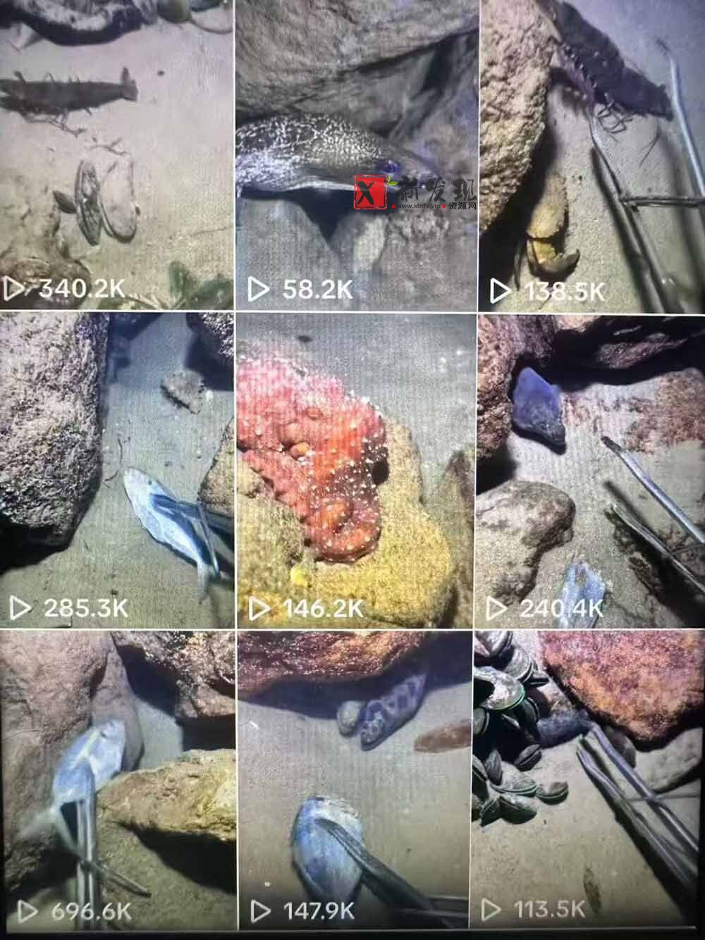 （18910期）Tiktok中视频解说教程，体育+温情文案双赛道实操教程一站式带你落地